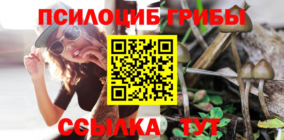 Курчатов  Галлюциногенные грибы мицелий  Вход с VPN 